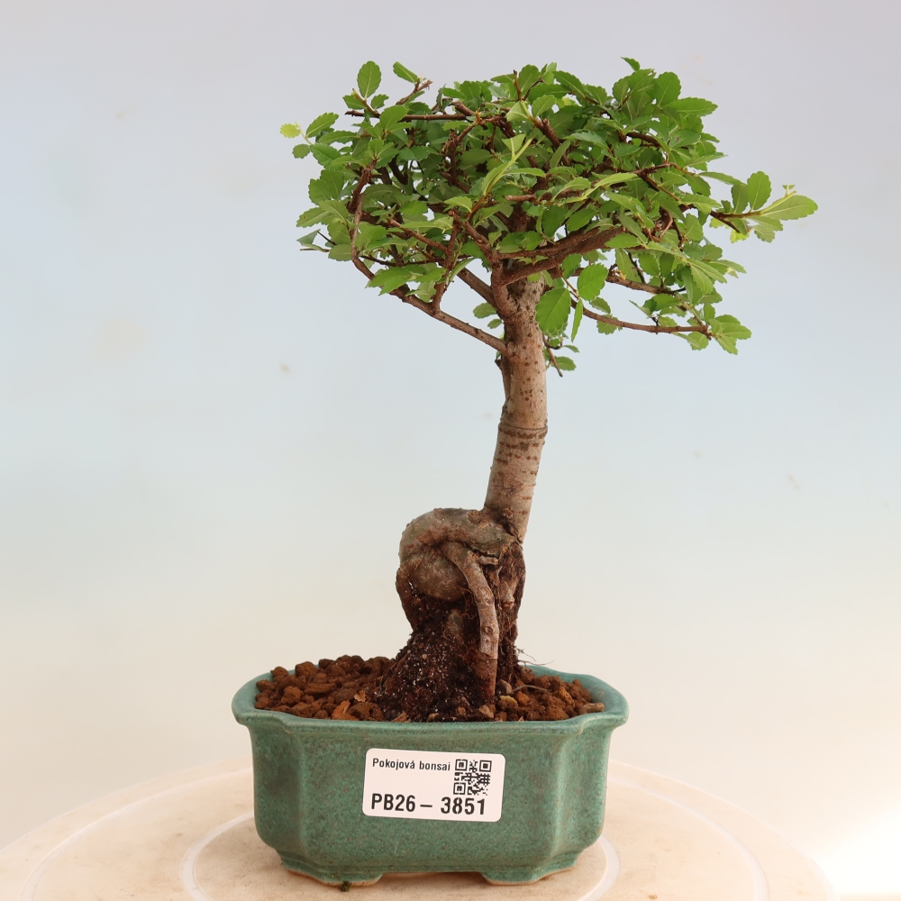 Zimmerbonsai - Ulmus parvifolia - Kleinblättrige Ulme