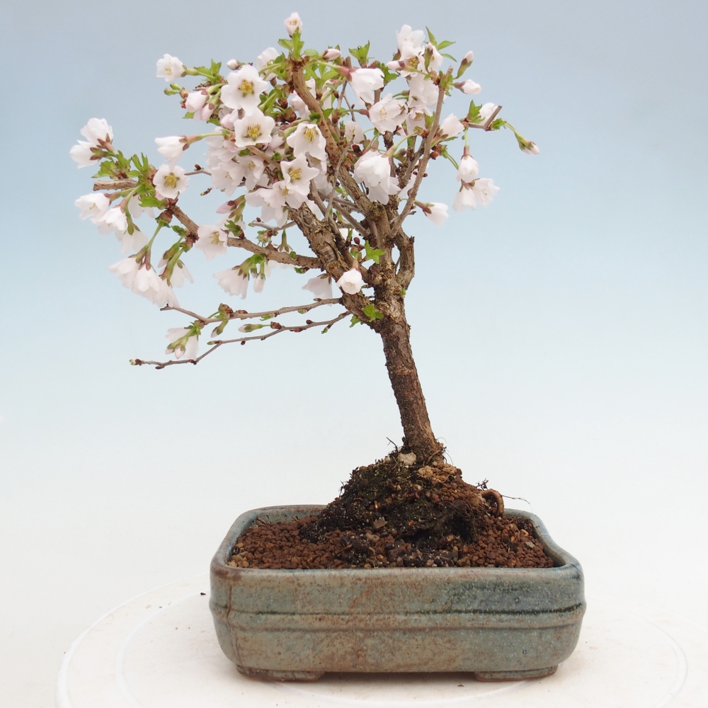 Bonsai für draußen - Prunus incisa Kojou-no mai-Plivon ausgeschnitten