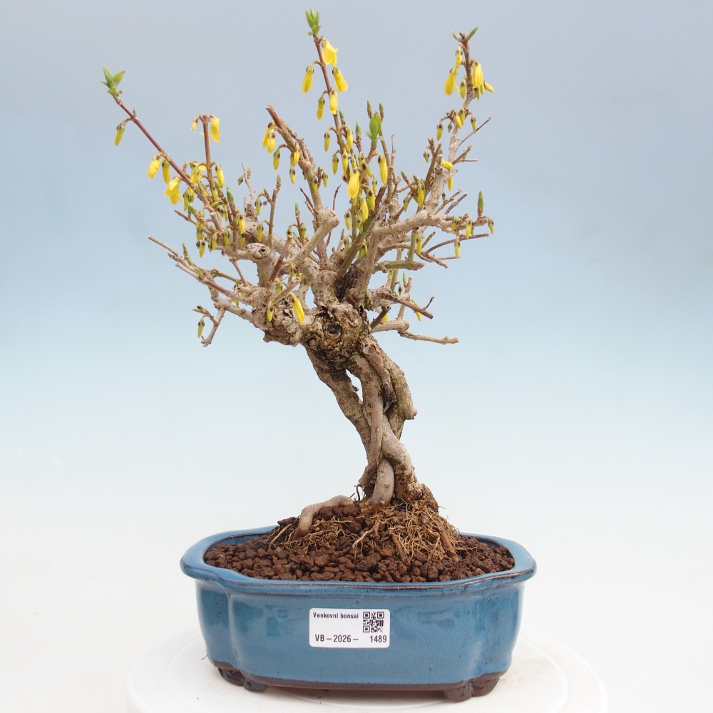 Bonsai für draußen - Zlatice - Forsythia koreana