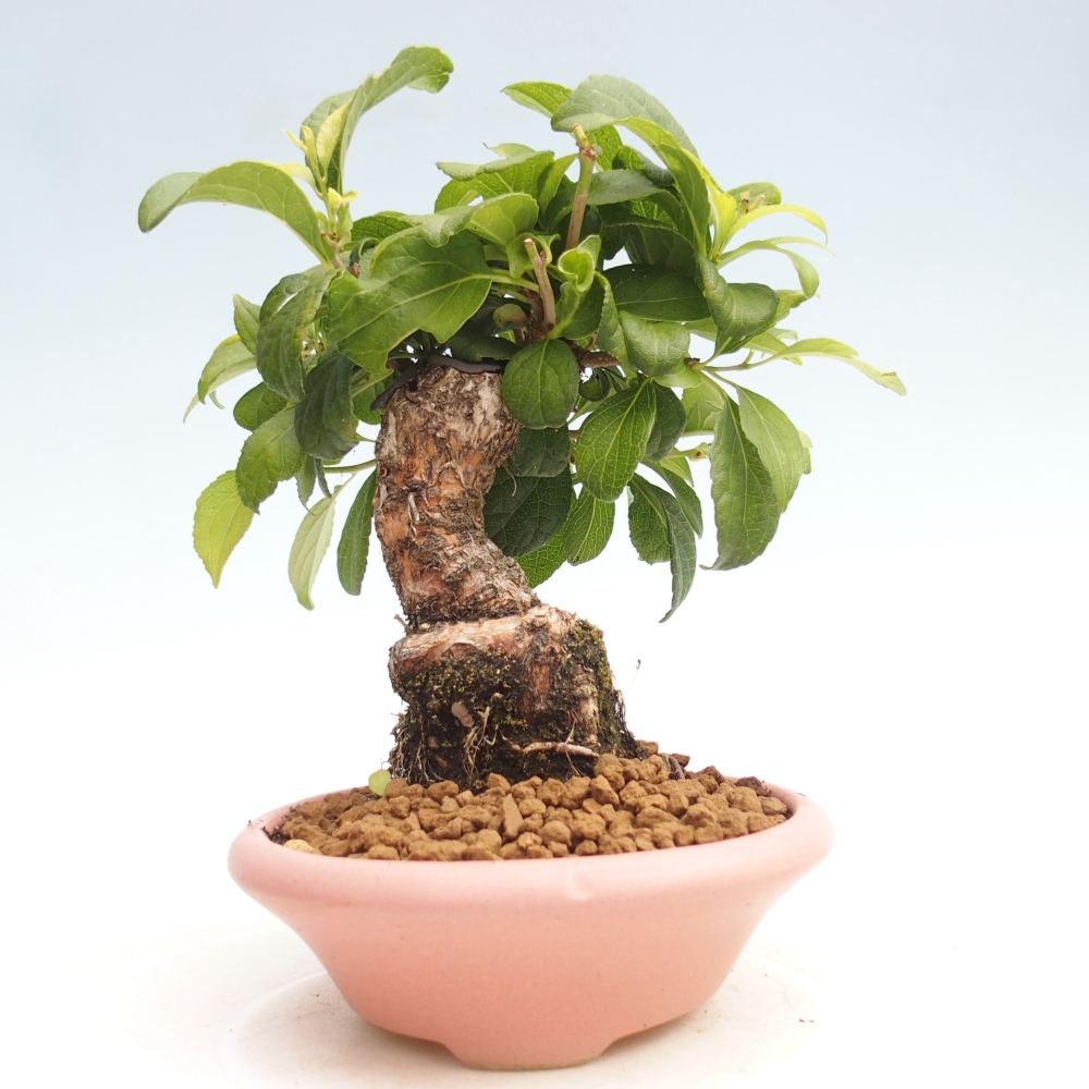 Bonsai für draußen - Celastrus orbiculatus