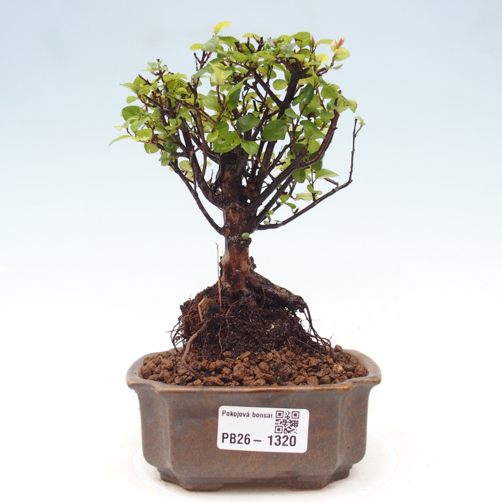 Zimmer Bonsai - Sageretia thea - Sageretia thea