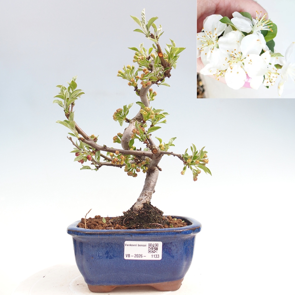 Outdoor Bonsai - Malus sargentii - Kleinfrüchtiger Apfelbaum