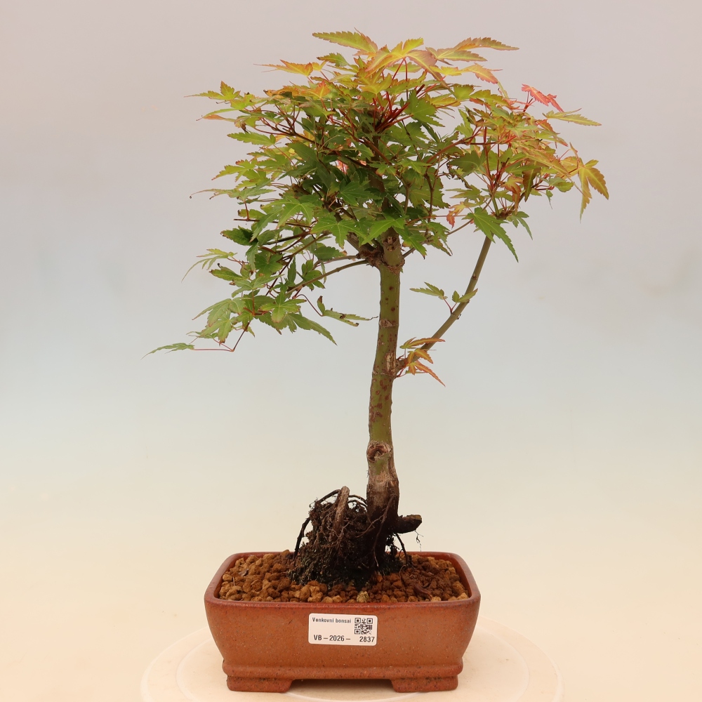 Spitzahorn - Acer palmatum Beni Tsukasa