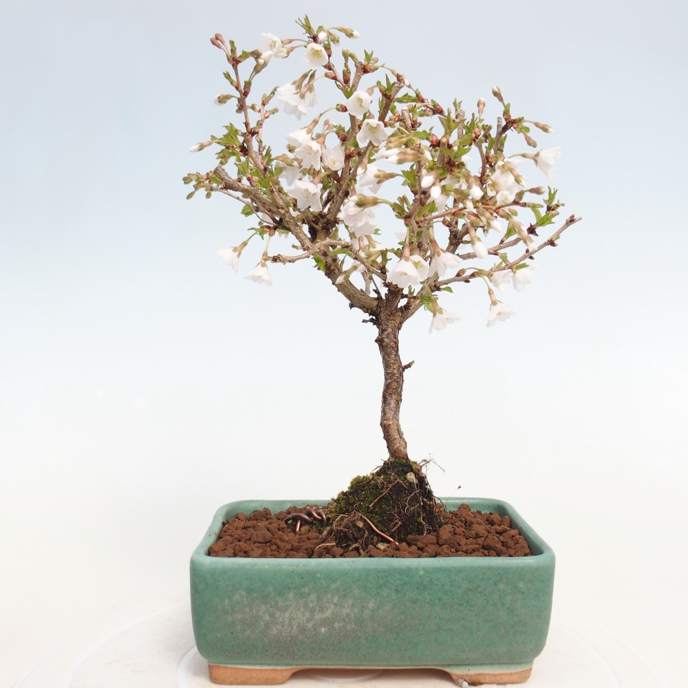 Bonsai für draußen - Prunus incisa Kojou-no mai-Plivon ausgeschnitten