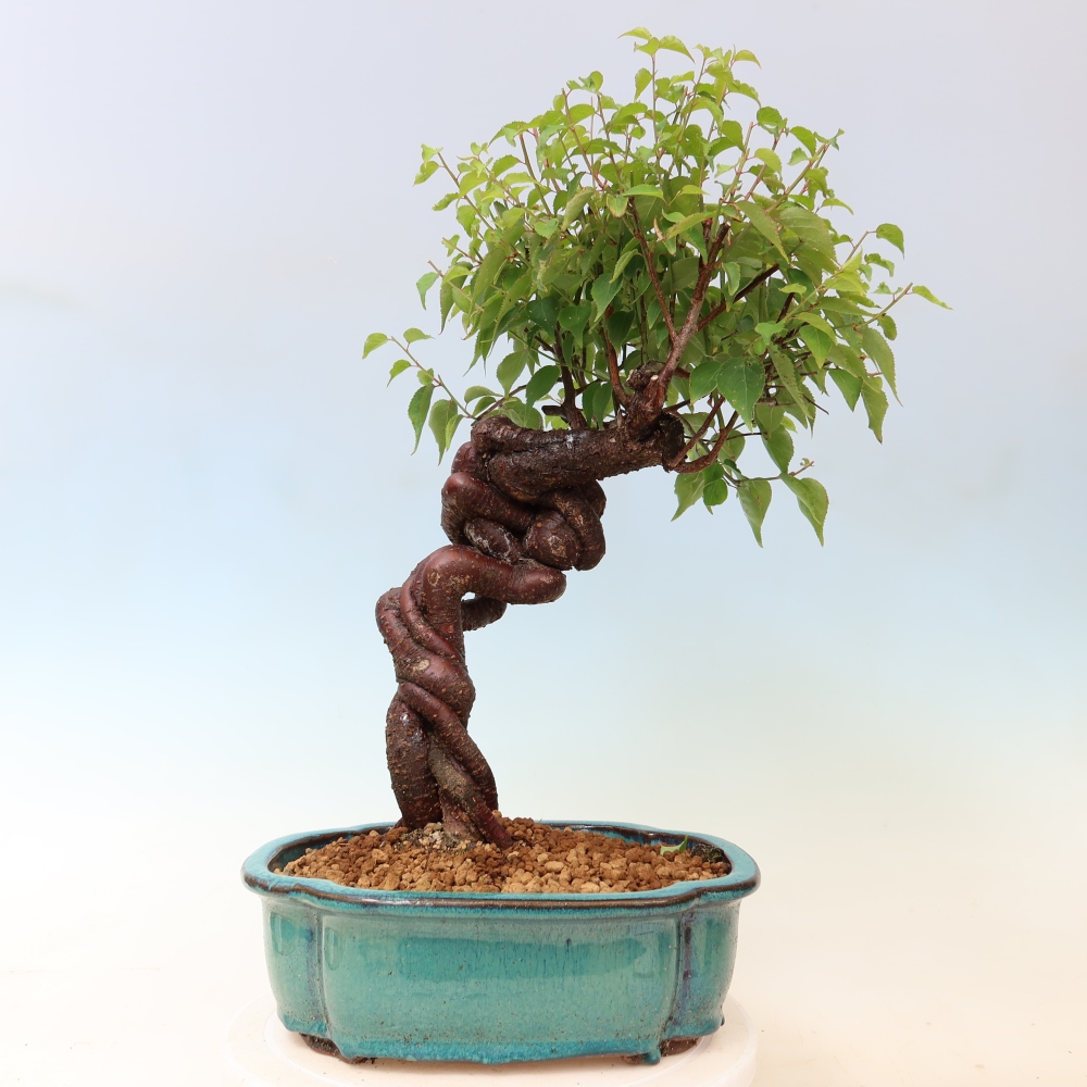 Bonsai für den Außenbereich – Japanischer Aprikosenbaum – Prunus Mume