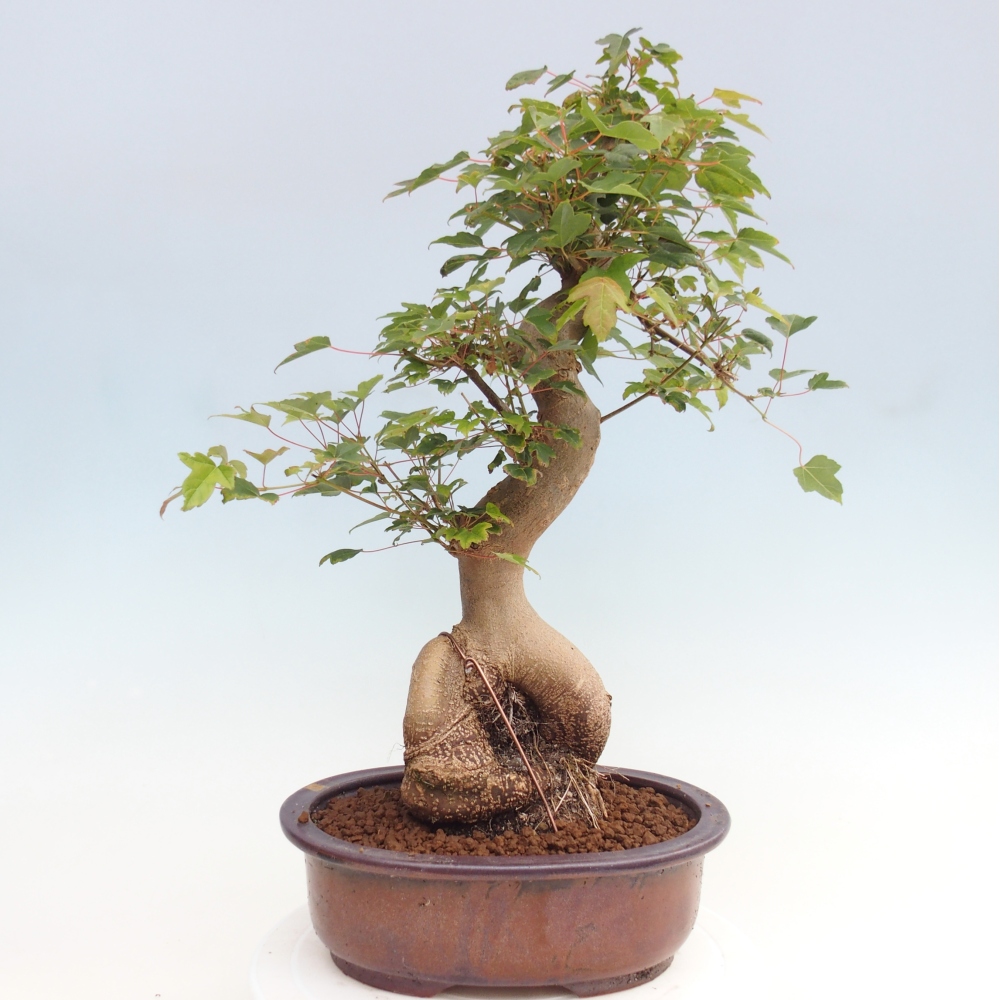 Bonsai für draußen - Acer Buergerianum - Bergahorn