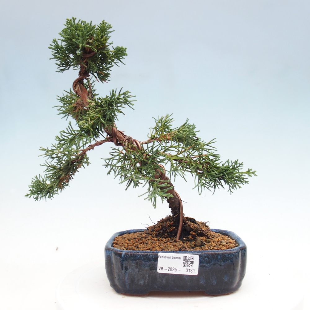 Bonsai für draußen - Juniperus chinensis Kishu