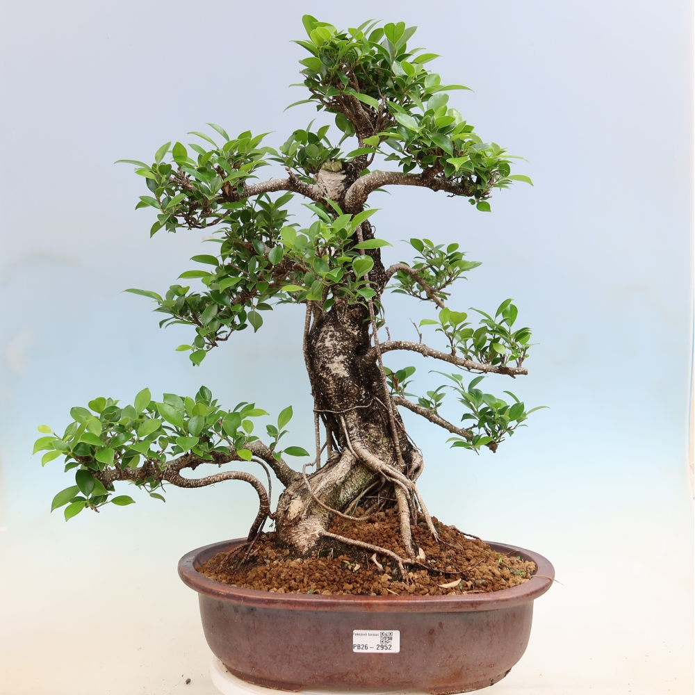 Zimmerbonsai - Ficus kimmen - Kleinblättriger Ficus