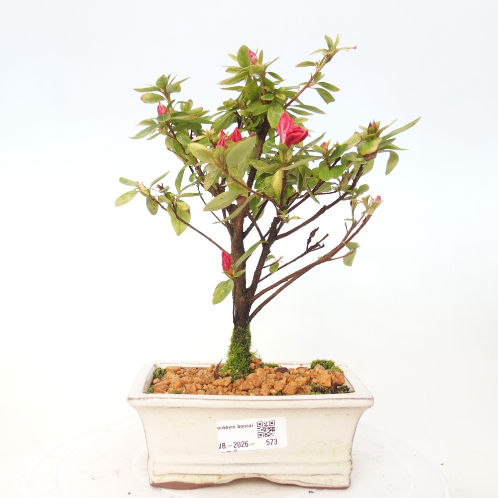 Bonsai für draußen - Japanische Azalee - Azalea sp.