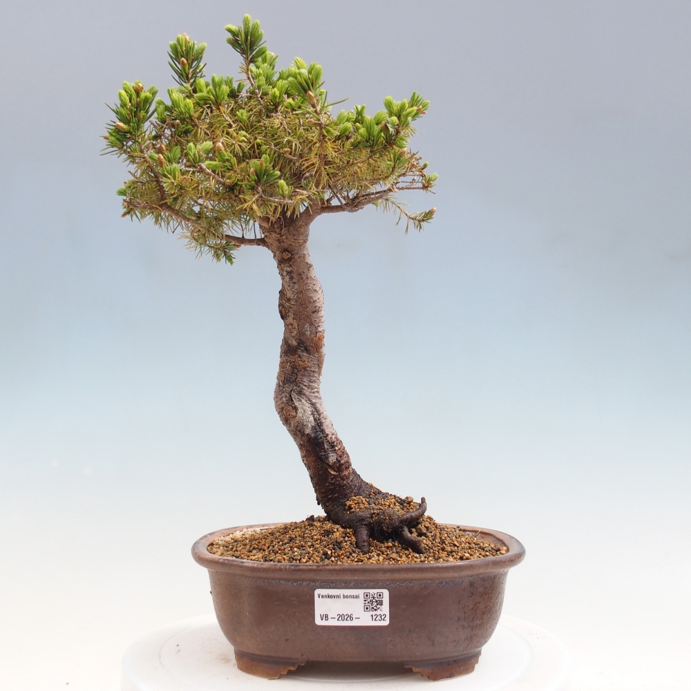 Bonsai für draußen - Fichte - Picea glauca globe