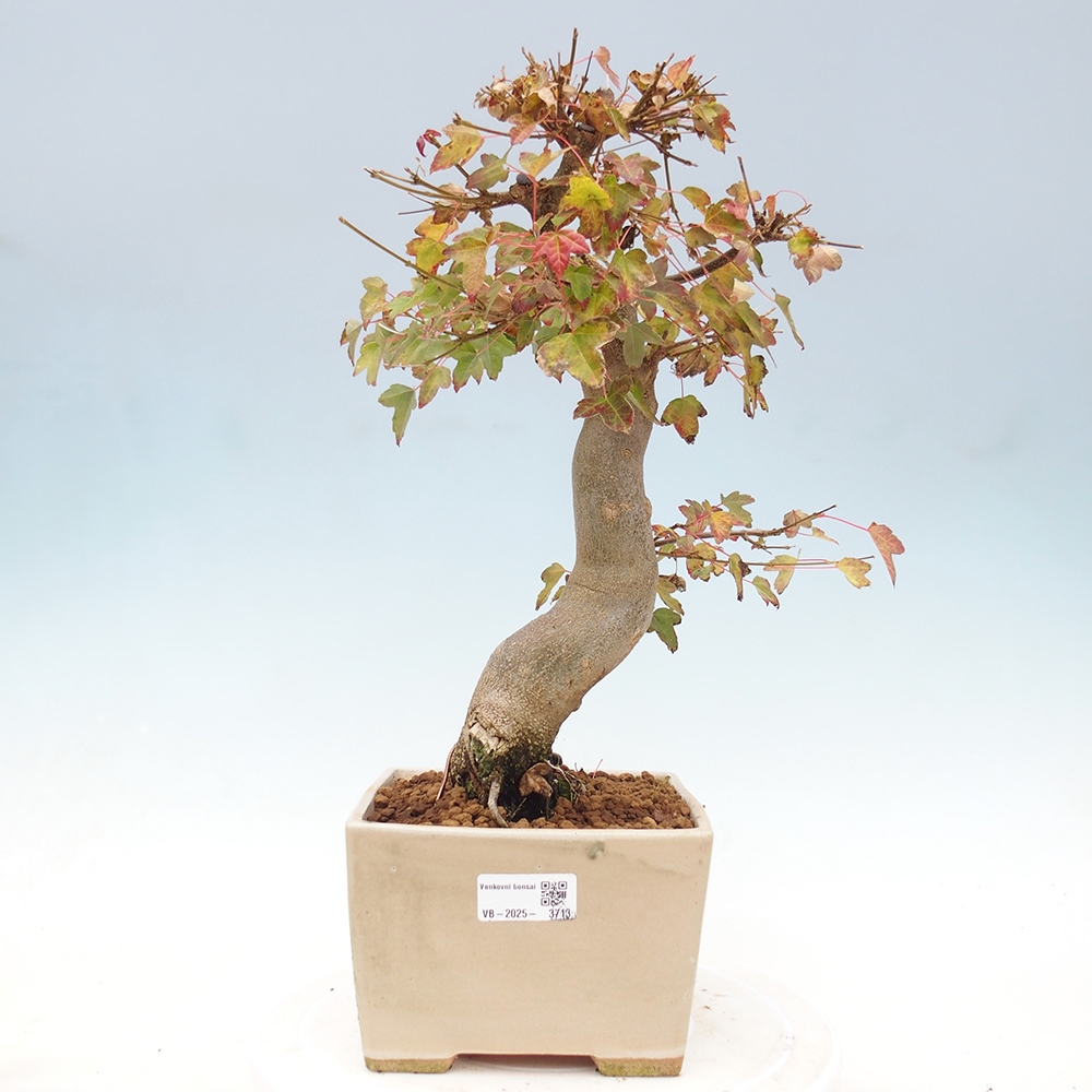 Bonsai für draußen - Acer Buergerianum - Bergahorn