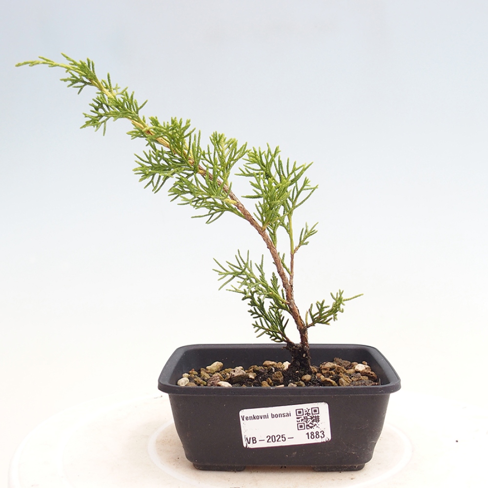 Bonsai für draußen - Juniperus chinensis Itoigawa