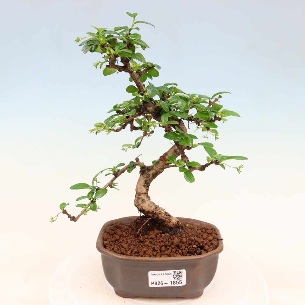 Zimmer-Bonsai - Carmona macrophylla - Tee-Fuki