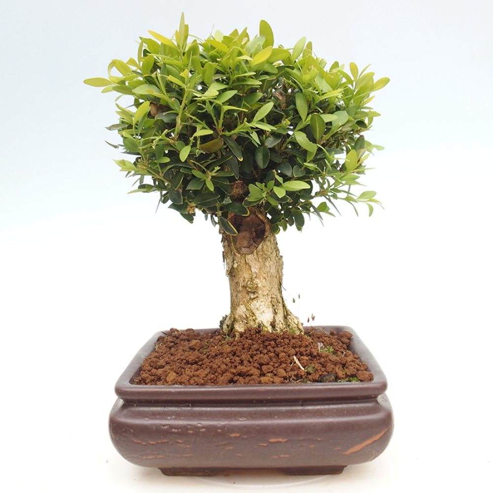 Bonsai für draußen - Buxus sempervirens - Buchsbaum
