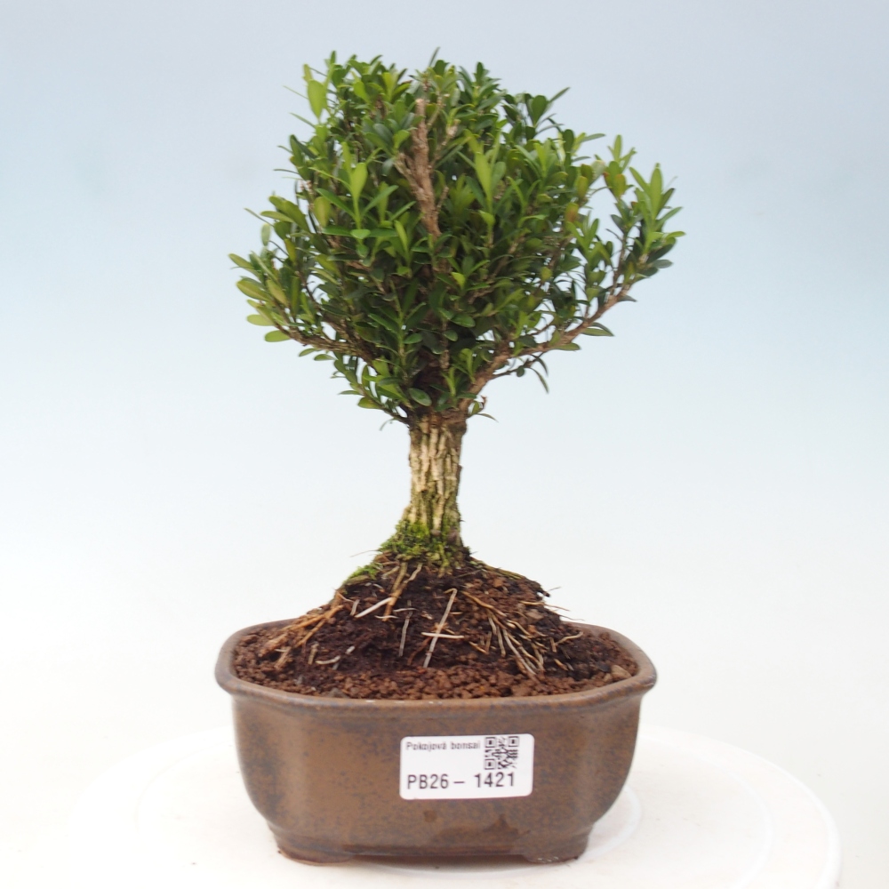 Zimmer Bonsai - Buxus harlandii - Korkbuxus