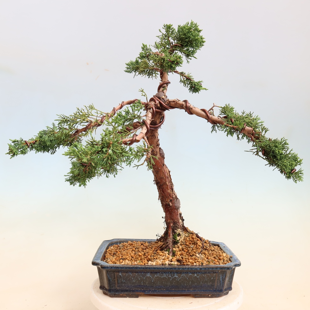 Bonsai für draußen - Juniperus chinensis Kishu