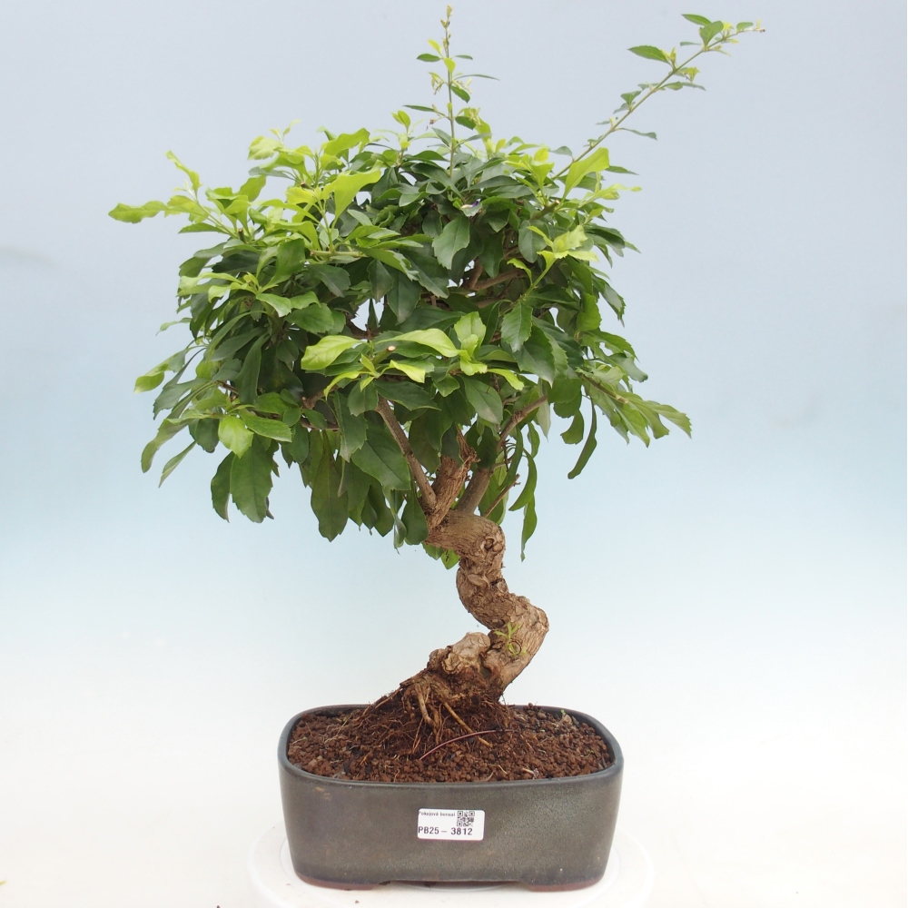 Zimmer Bonsai - Duranta repens -Duranta
