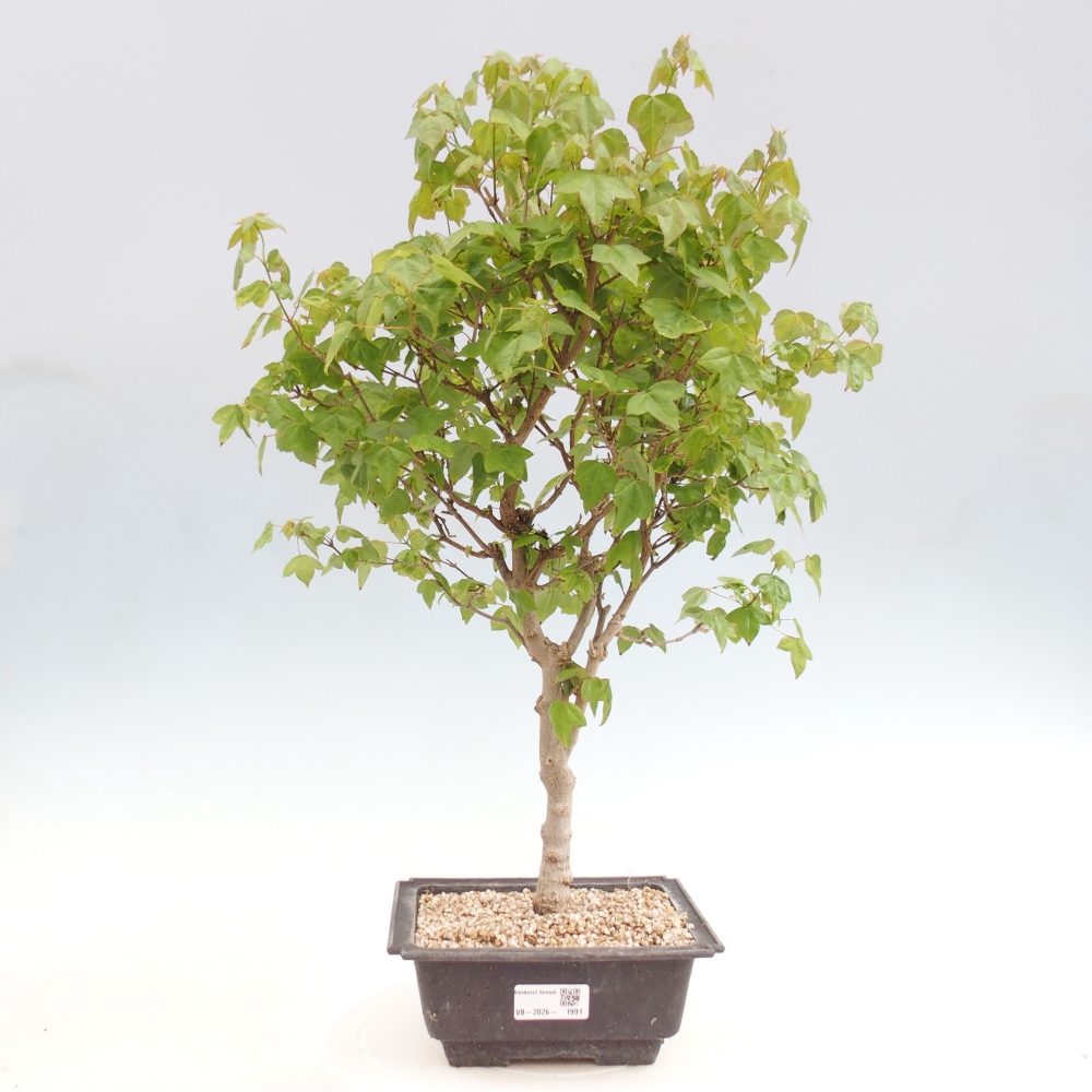 Bonsai für draußen - Acer Buergerianum - Bergahorn