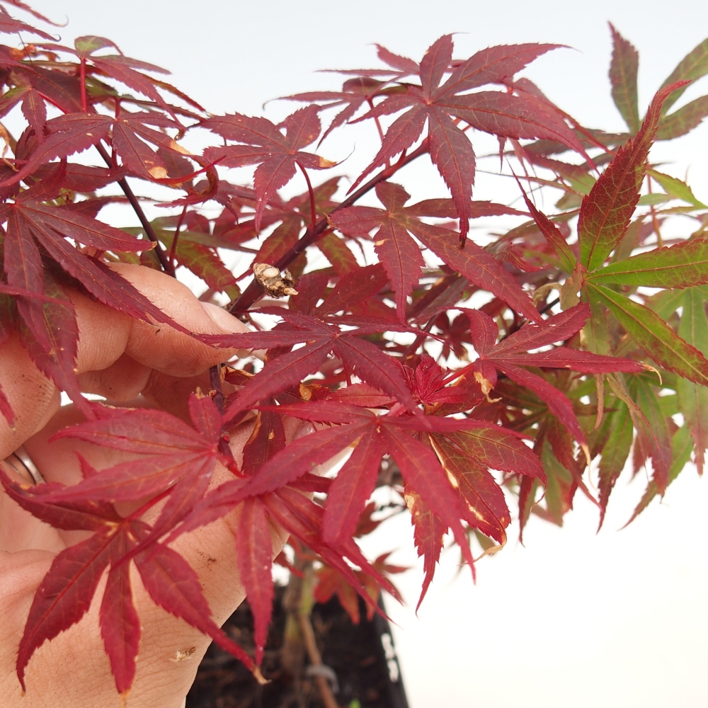 Bonsai für draußen - Acer palmatum Berry Broom im Container