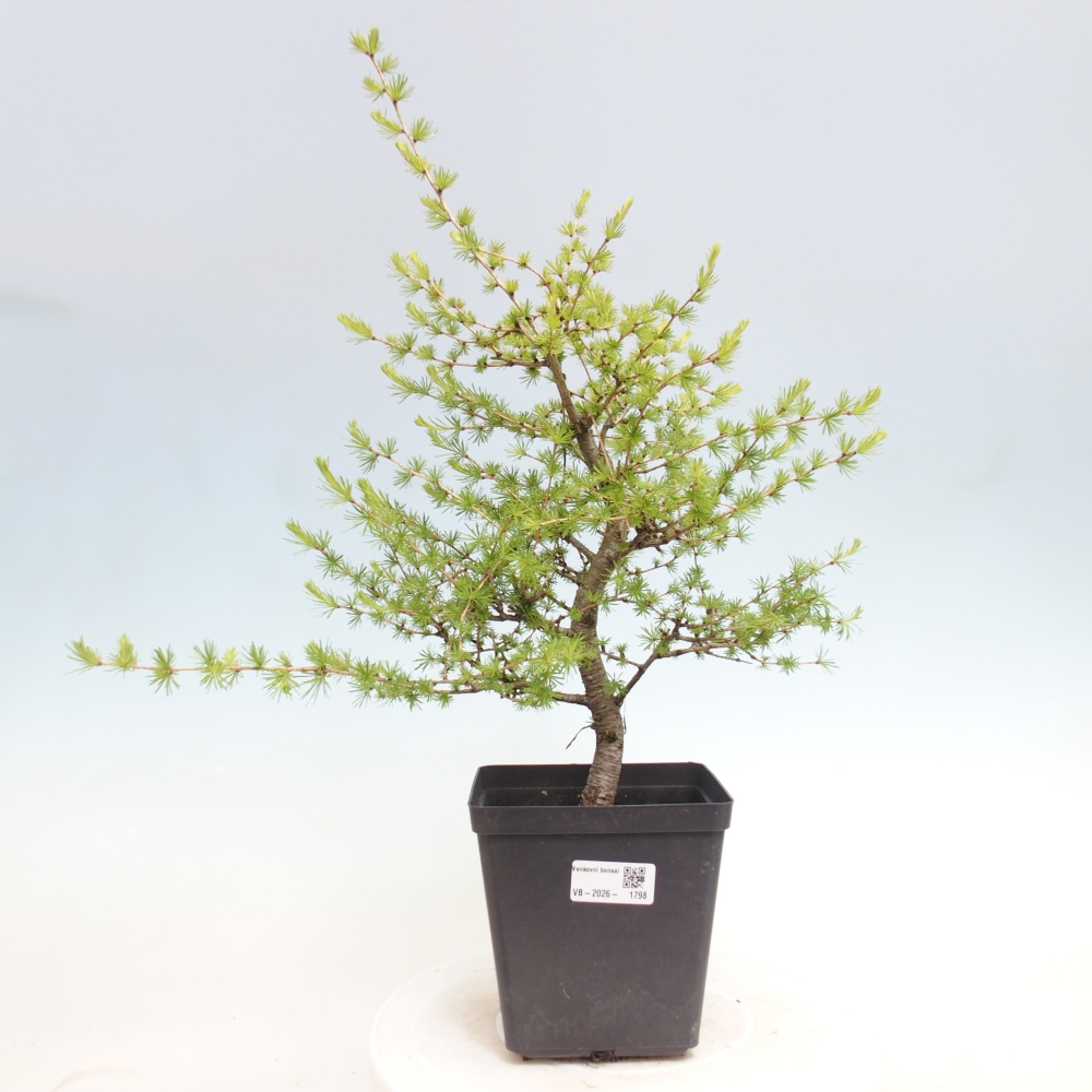 Bonsai für draußen -Larix decidua - Lärche