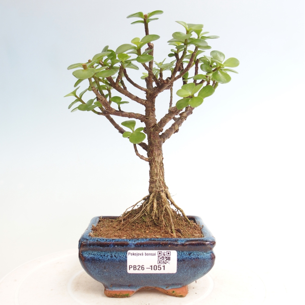 Zimmer Bonsai - Portulakaria Afra - Tlustice