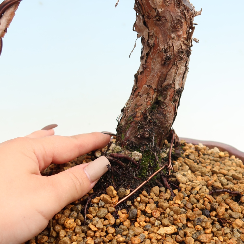Bonsai für draußen - Juniperus chinensis Kishu