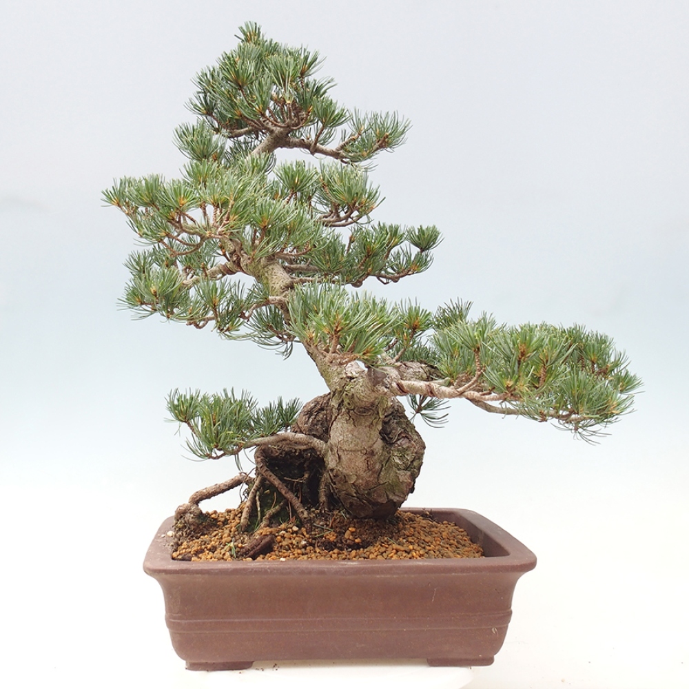 Bonsai für draußen - Pinus parviflora - Pinus parviflora