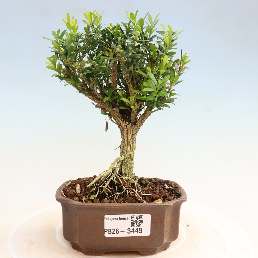 Zimmer Bonsai - Buxus harlandii - Korkbuxus