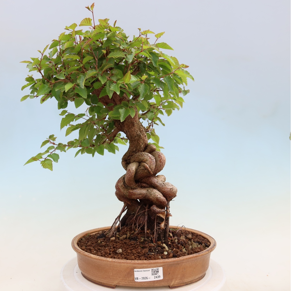 Bonsai für draußen - Karpinus Coreana - Koreanische Hainbuche
