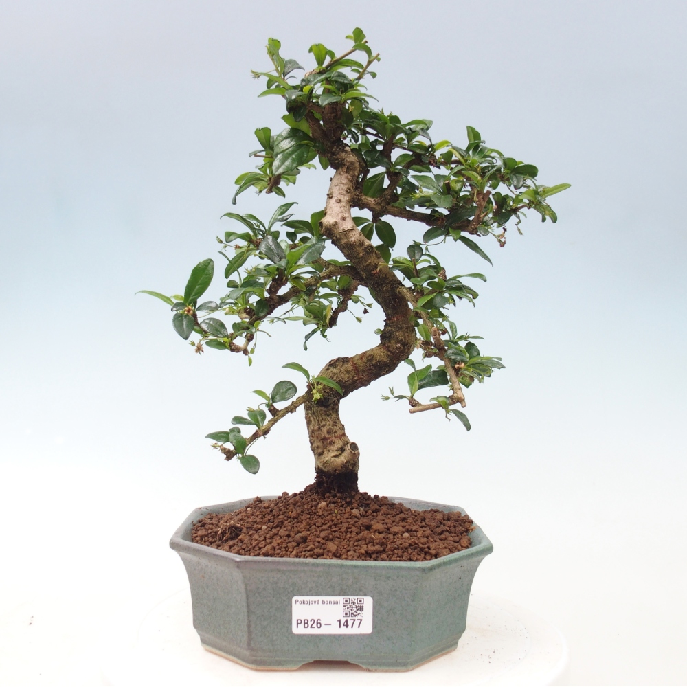Zimmer-Bonsai - Carmona macrophylla - Tee-Fuki
