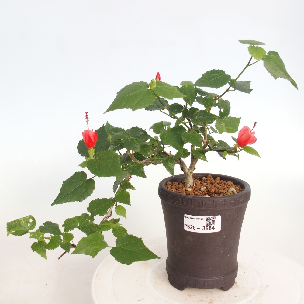 Zimmerbonsai - Malvaviscus arboreus