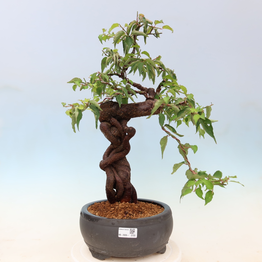 Bonsai für den Außenbereich – Japanischer Aprikosenbaum – Prunus Mume