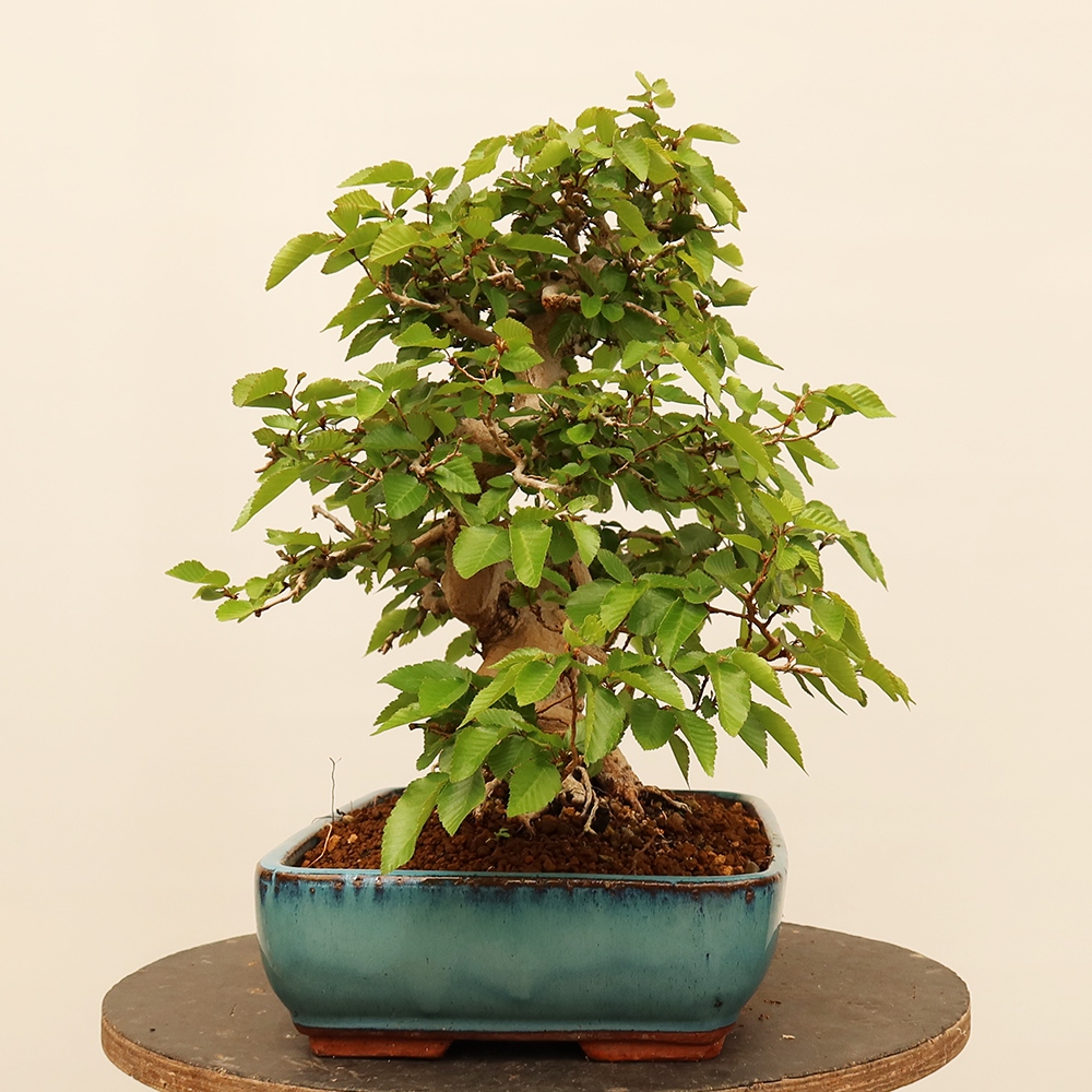 Bonsai für draußen - Karpinus Coreana - Koreanische Hainbuche