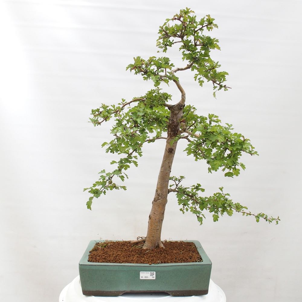 Bonsai für draußen - Weißdorn - Crataegus monogyna