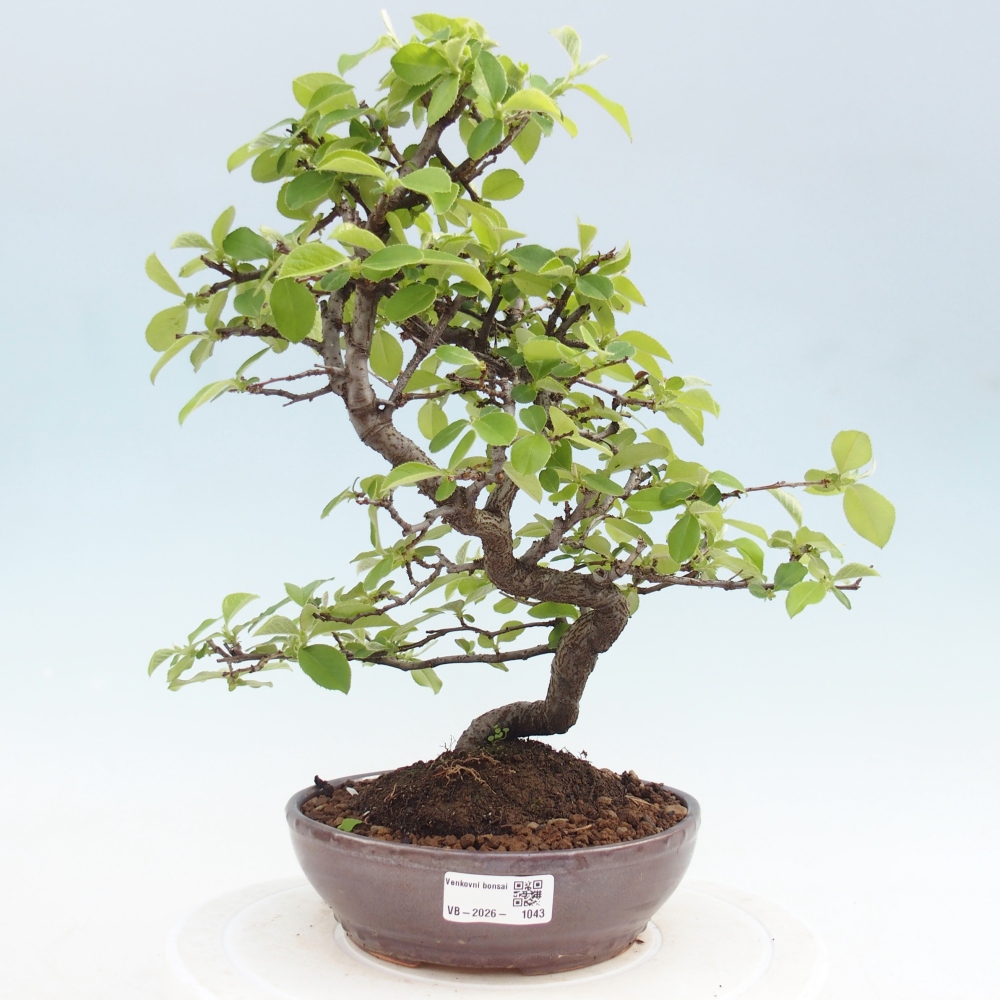 Bonsai für draußen - Chaneomeles chinensis