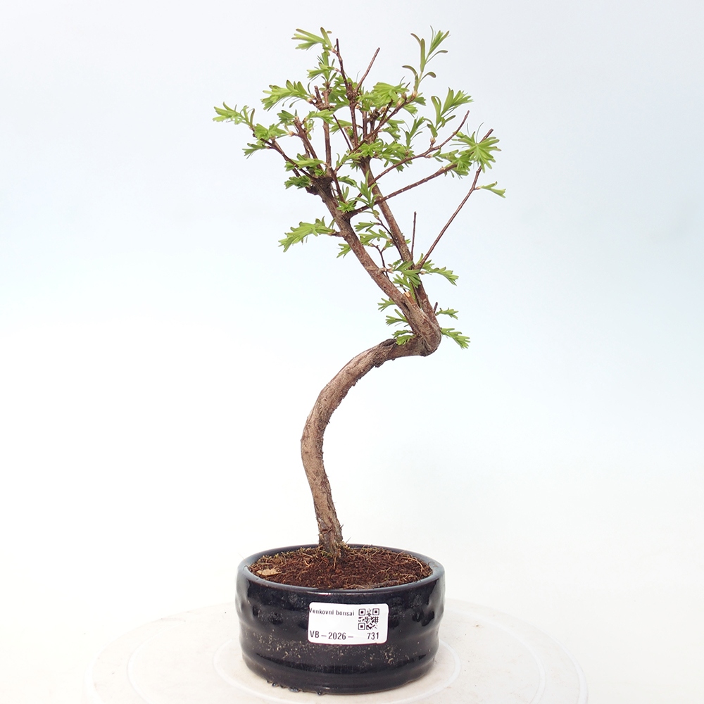 Bonsai für draußen - Metasequoia glyptostroboides - Chinesische Metasequoia