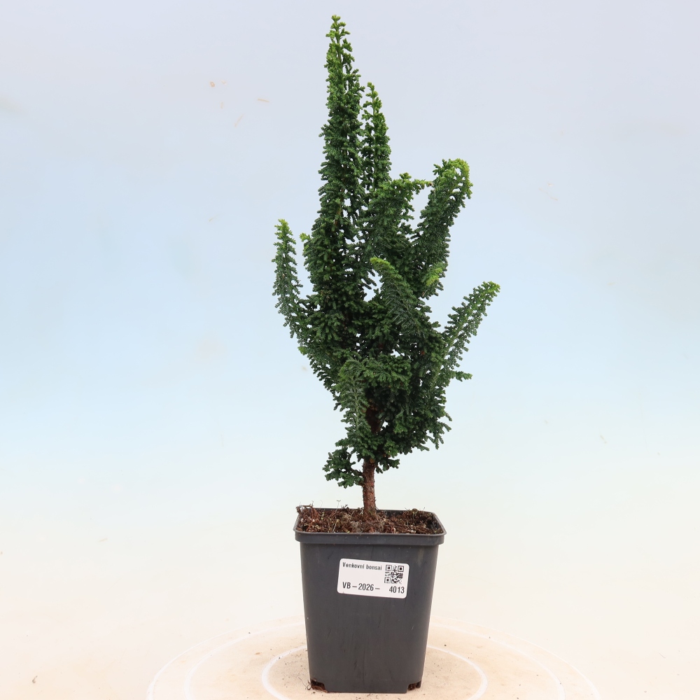 Bonsai für draußen - Cham. obtusa SEKKA HINOKI - Zypresse