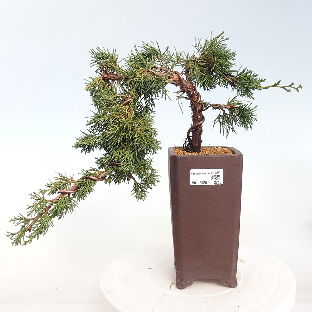 Bonsai für draußen - Juniperus chinensis Kishu