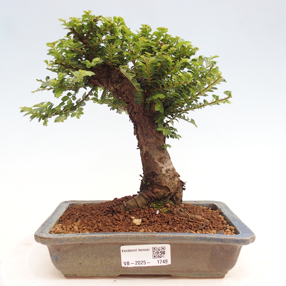 Bonsai für draußen - Ulmus parvifolia Hokkaido - Chinesische Ulme