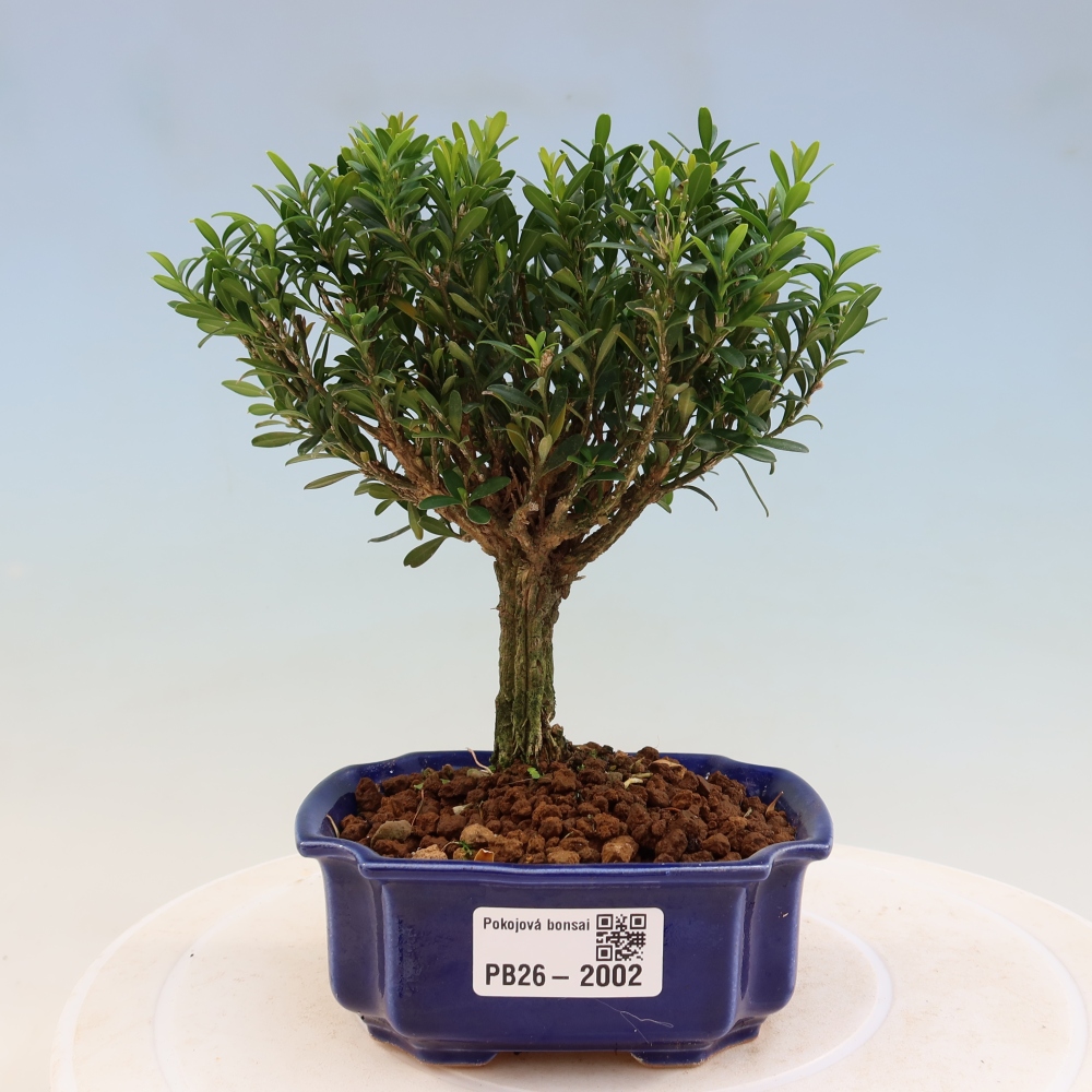 Zimmer Bonsai - Buxus harlandii - Korkbuxus