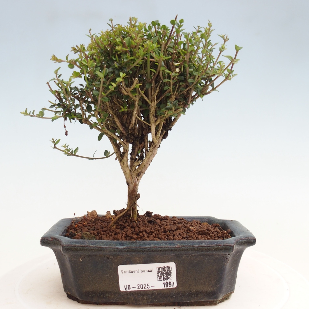 Freiland-Bonsai-Lonicera nitida Twiggy -Geißblatt