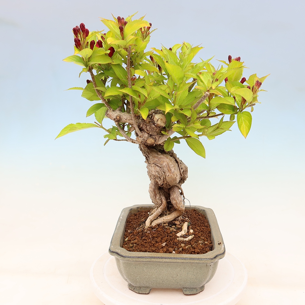 Freiland-Bonsai – Weigela subsessilis – Koreanische Weigela