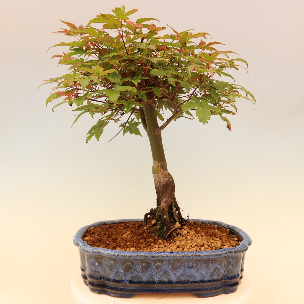 Spitzahorn - Acer palmatum Beni Tsukasa