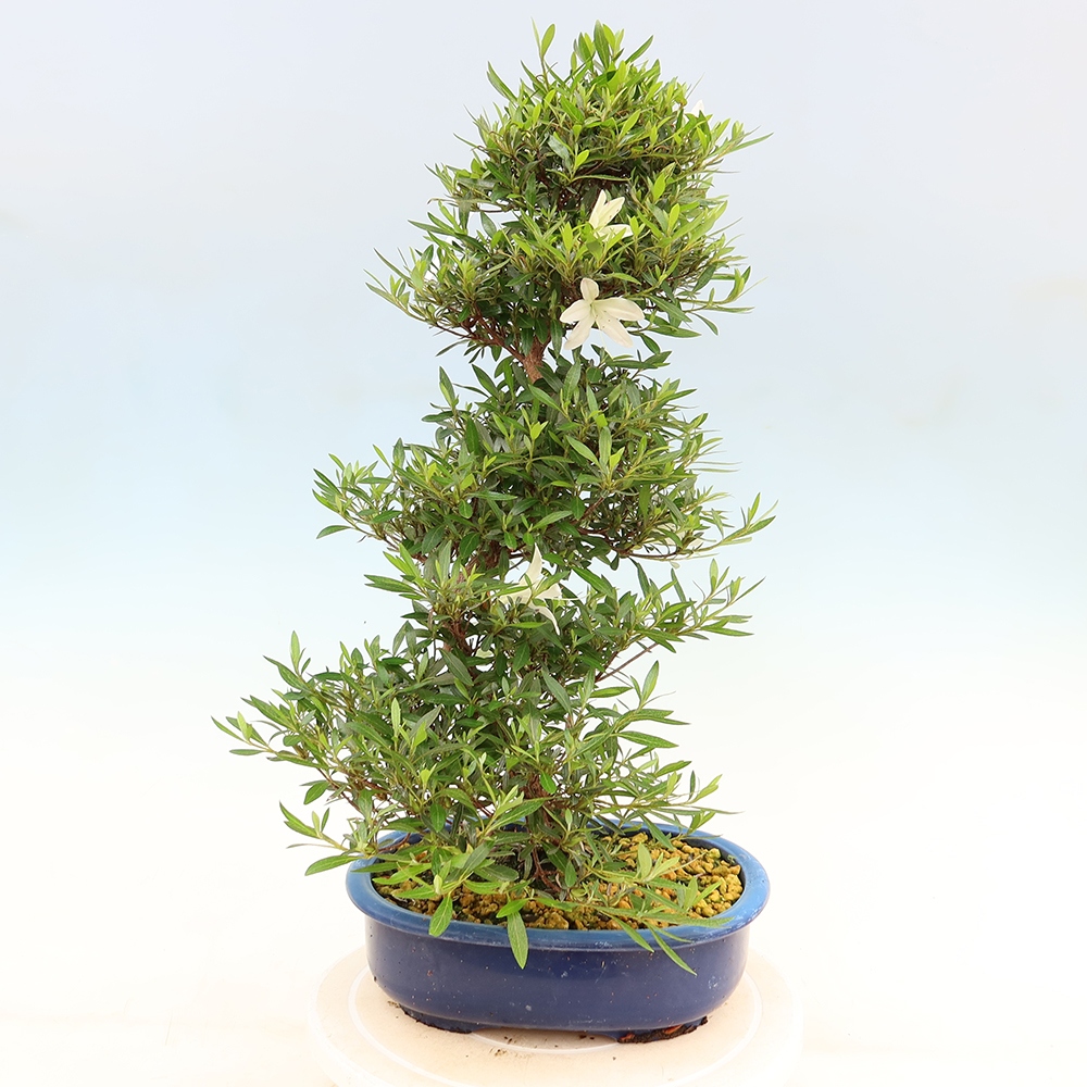 Bonsai für draußen - Japanische Azalee - Azalea Hakurin