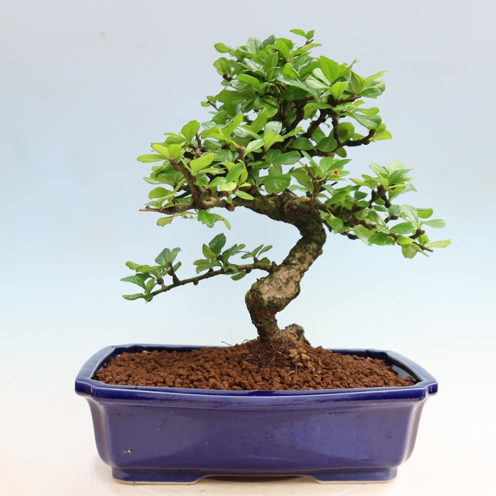 Zimmer-Bonsai - Carmona macrophylla - Tee-Fuki