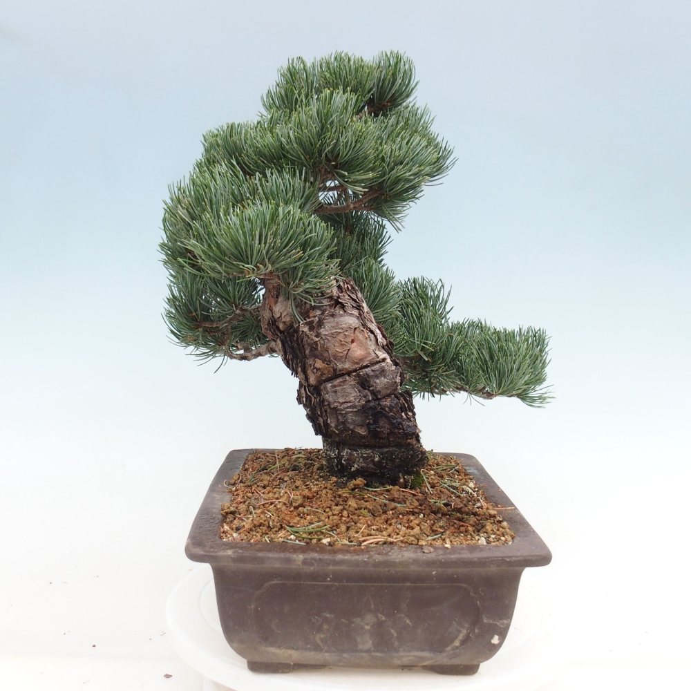 Bonsai für draußen - Pinus parviflora - Pinus parviflora