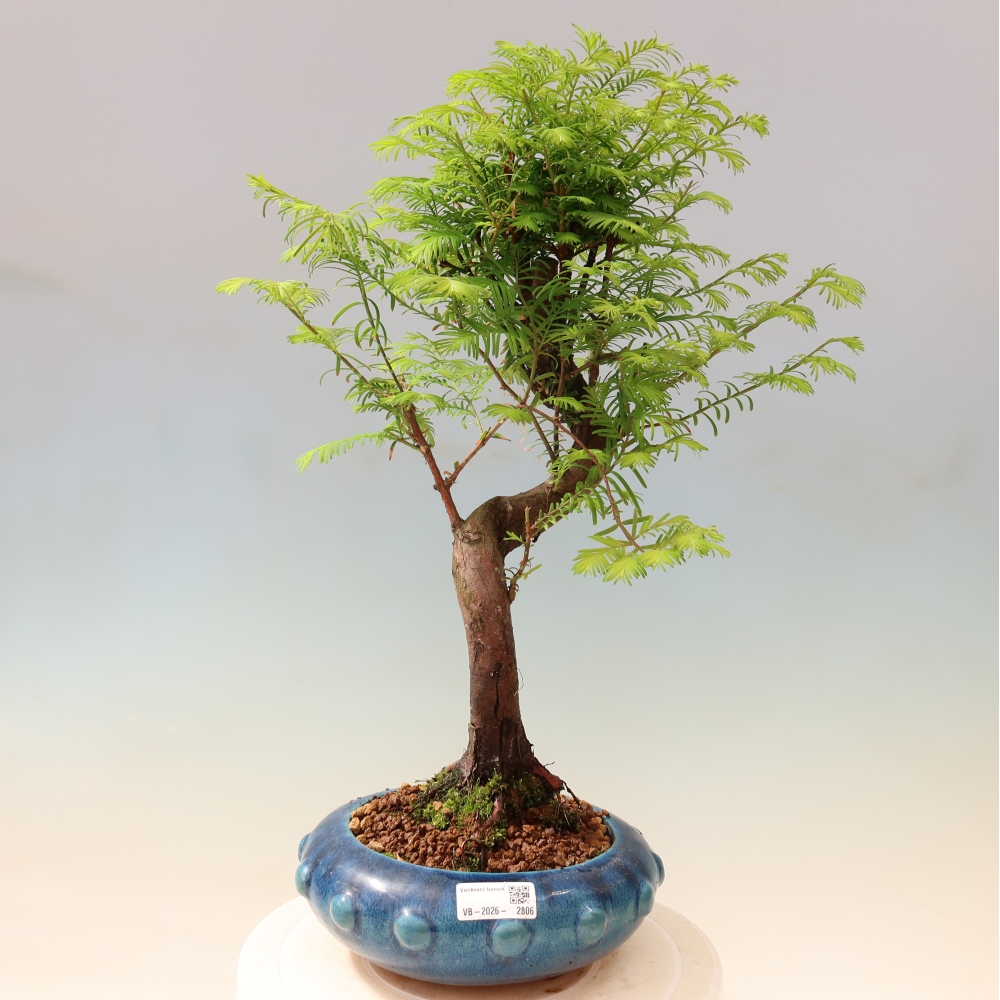Bonsai für draußen - Metasequoia glyptostroboides - Chinesische Metasequoia
