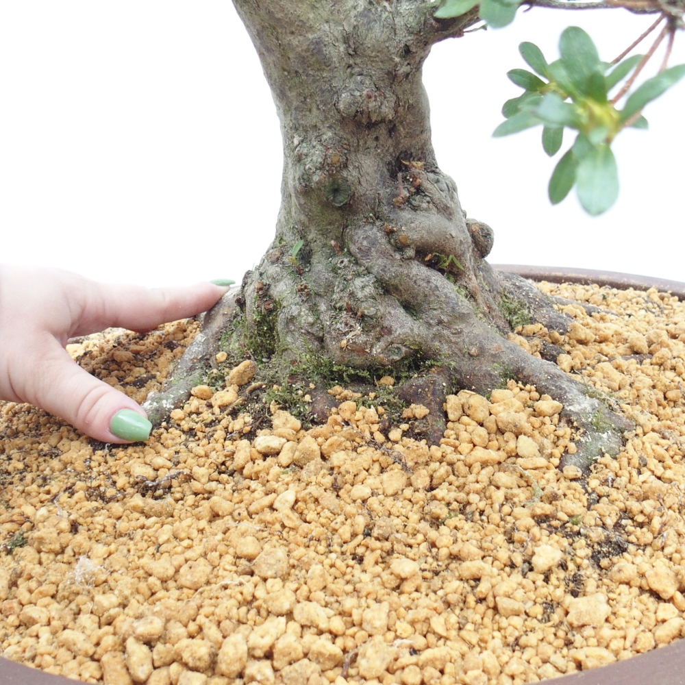 Bonsai für draußen - Japanische Azalee - Azalee Ai-no-Tsuki
