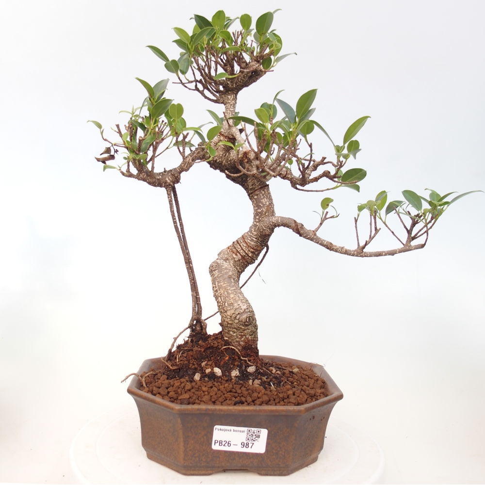 Zimmerbonsai - Ficus retusa - Kleinblättriger Ficus