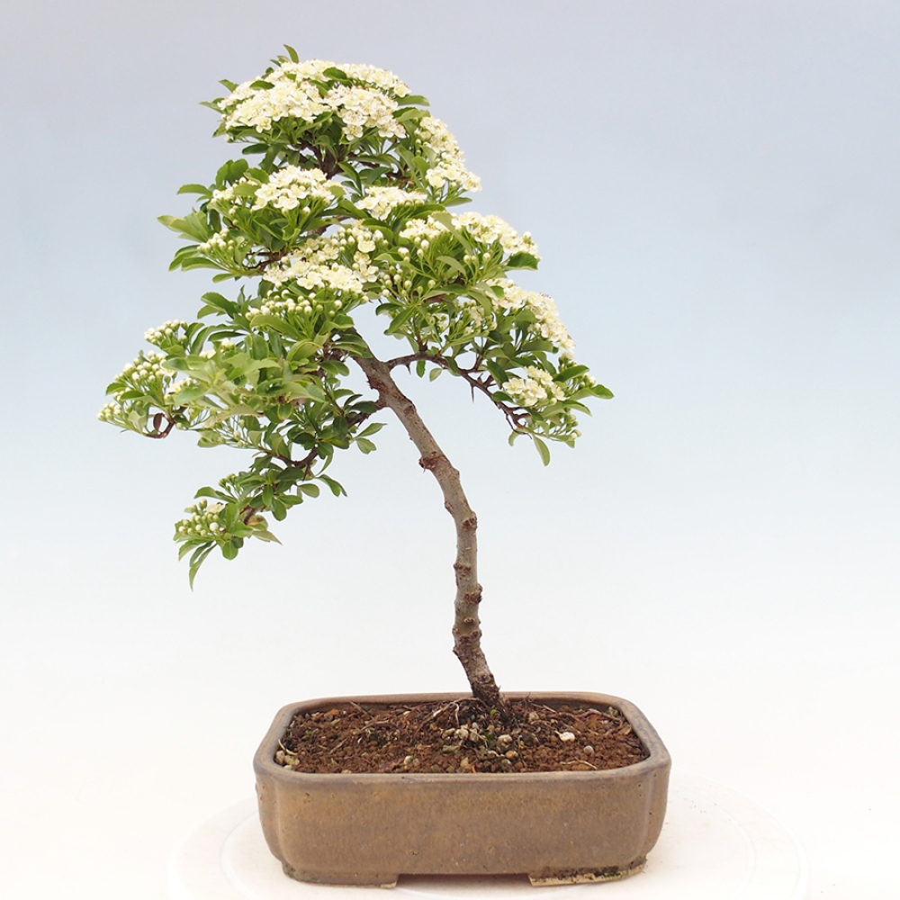 Freiland-Bonsai-Pyracantha Teton -Hlox